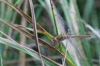 Sympetrum meridionale