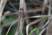 Sympetrum meridionale