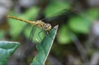 Sympetrum meridionale