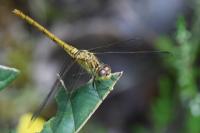 Sympetrum meridionale