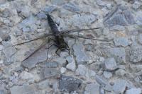 Orthetrum cancellatum