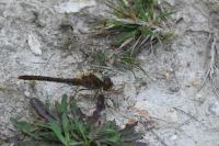 Sympetrum striolatum