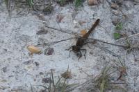 Sympetrum sanguineum