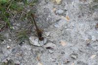 Sympetrum striolatum