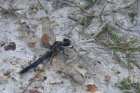 Orthetrum cancellatum
