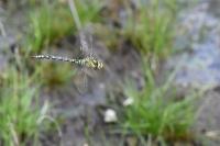 Aeshna cyanea