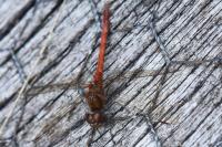 Sympetrum striolatum