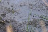 Aeshna cyanea