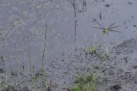 Aeshna cyanea