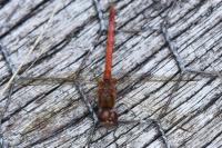 Sympetrum striolatum