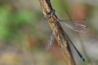 Lestes virens