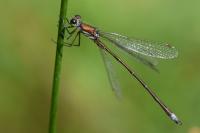 Lestes virens