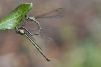Chalcolestes viridis