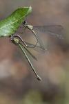 Chalcolestes viridis