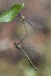 Chalcolestes viridis