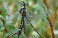Aeshna mixta