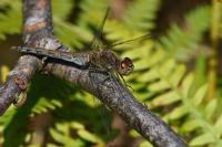 Sympetrum striolatum