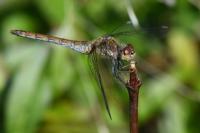 Sympetrum striolatum