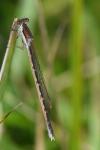 Sympecma fusca