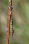 Sympecma fusca
