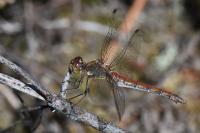 Sympetrum striolatum