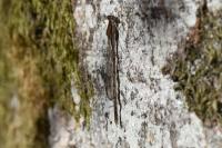 Sympecma fusca