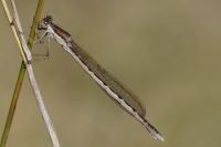 Sympecma fusca