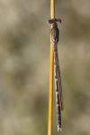 Sympecma fusca