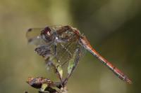 Sympetrum striolatum