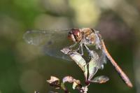 Sympetrum striolatum