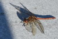 Sympetrum striolatum