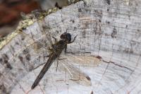 Sympetrum striolatum