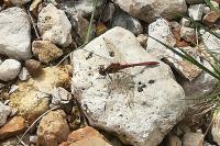 Sympetrum sanguineum