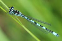 Coenagrion mercuriale
