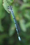 Coenagrion puella
