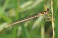 Platycnemis pennipes