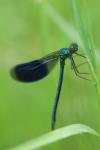 Calopteryx splendens