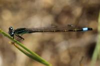 Ischnura elegans