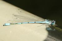 Coenagrion puella
