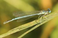 Platycnemis pennipes