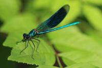 Calopteryx splendens