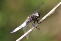 Libellula fulva