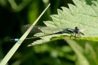 Ischnura elegans