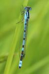 Enallagma cyathigerum