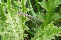 Sympecma fusca