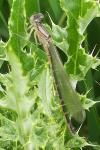 Sympecma fusca