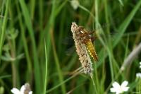 Libellula depressa