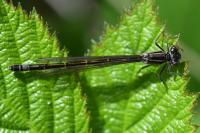 Ischnura elegans