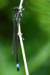 Ischnura elegans
