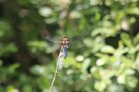 Libellula depressa